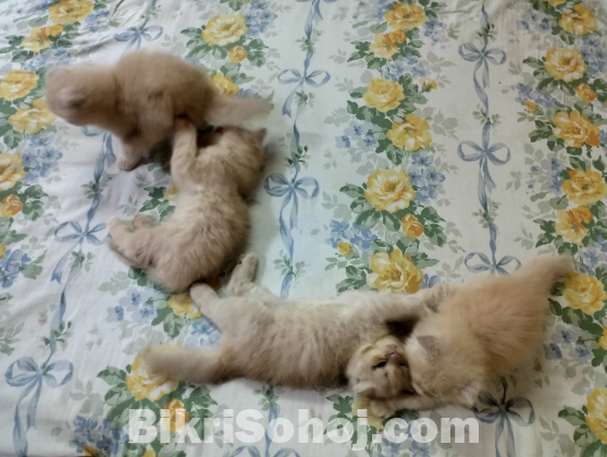 Persian kittens